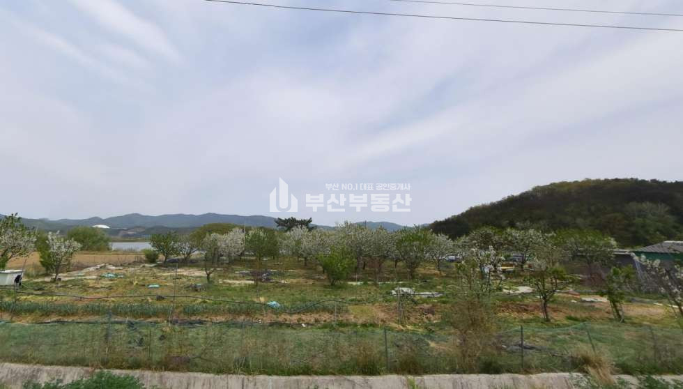 경북 경주시 건천읍 토지매매>경북 경주시 건천읍 과수원매매/체리과수원매매 매매 매물번호 10272 사진 4